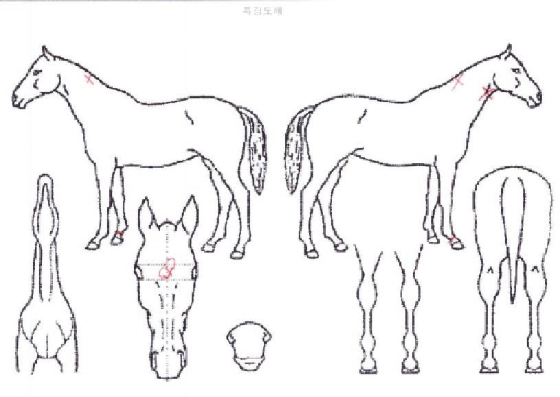 ¿À¾Æ½Ã½ºÆÄ¿öÀÇ Ãø¸é,¿ì¸é,µÞ¸é,µÎ»ó,´Ù¸®ÀÇ Æ¯Â¡µµÇØ