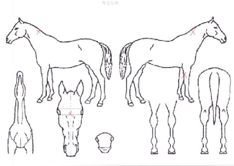 ¿À¾Æ½Ã½ºÀ§³ÊÀÇ Ãø¸é,¿ì¸é,µÞ¸é,µÎ»ó,´Ù¸®ÀÇ Æ¯Â¡µµÇØ