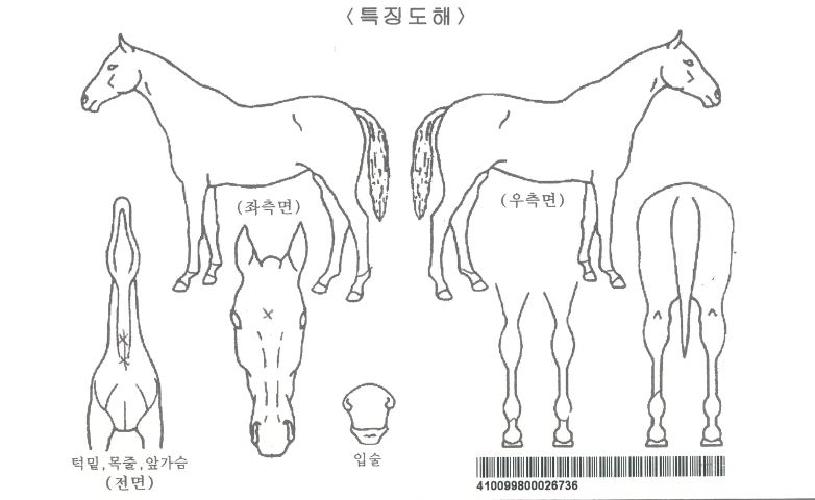 ºí·¢ÆÄƼÀÚ¸¶ÀÇ Ãø¸é,¿ì¸é,µÞ¸é,µÎ»ó,´Ù¸®ÀÇ Æ¯Â¡µµÇØ