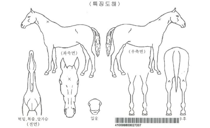 õ��̼��ڸ��� ����,���,�޸�,�λ�,�ٸ��� Ư¡����