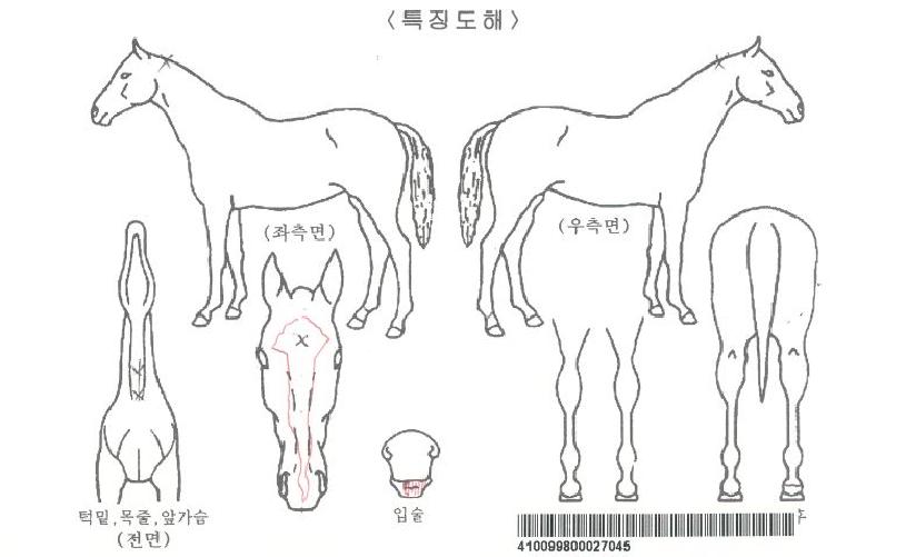 Åé¾Öµå¸Ó·²ÀÚ¸¶ÀÇ Ãø¸é,¿ì¸é,µÞ¸é,µÎ»ó,´Ù¸®ÀÇ Æ¯Â¡µµÇØ