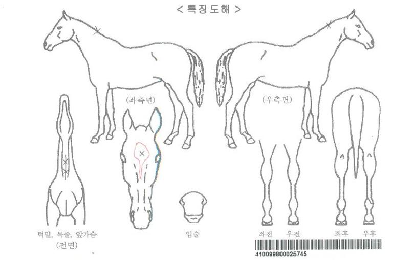 ���ʷ����ڸ��� ����,���,�޸�,�λ�,�ٸ��� Ư¡����