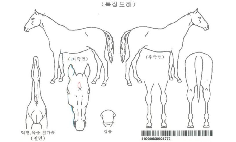 ÇöóÀ×Çϸð´ÏÀÚ¸¶ÀÇ Ãø¸é,¿ì¸é,µÞ¸é,µÎ»ó,´Ù¸®ÀÇ Æ¯Â¡µµÇØ