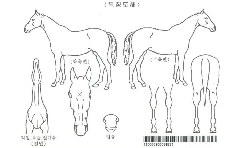 ¿À¾Æ½Ã½ºÇѼ¾ÀÇ Ãø¸é,¿ì¸é,µÞ¸é,µÎ»ó,´Ù¸®ÀÇ Æ¯Â¡µµÇØ