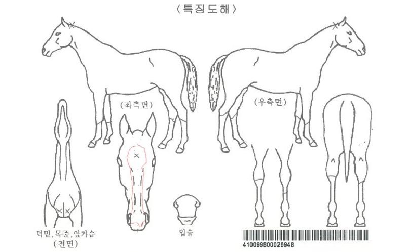 ºòÅ丮Æä¾î¸®ÀÇ Ãø¸é,¿ì¸é,µÞ¸é,µÎ»ó,´Ù¸®ÀÇ Æ¯Â¡µµÇØ