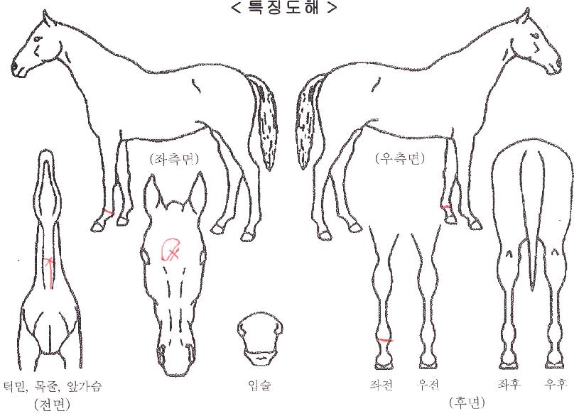 ��ǳ������ڸ��� ����,���,�޸�,�λ�,�ٸ��� Ư¡����