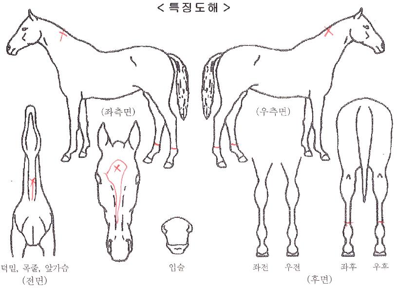 ÄÁÆ®¸®¿þÀÌÀÚ¸¶ÀÇ Ãø¸é,¿ì¸é,µÞ¸é,µÎ»ó,´Ù¸®ÀÇ Æ¯Â¡µµÇØ
