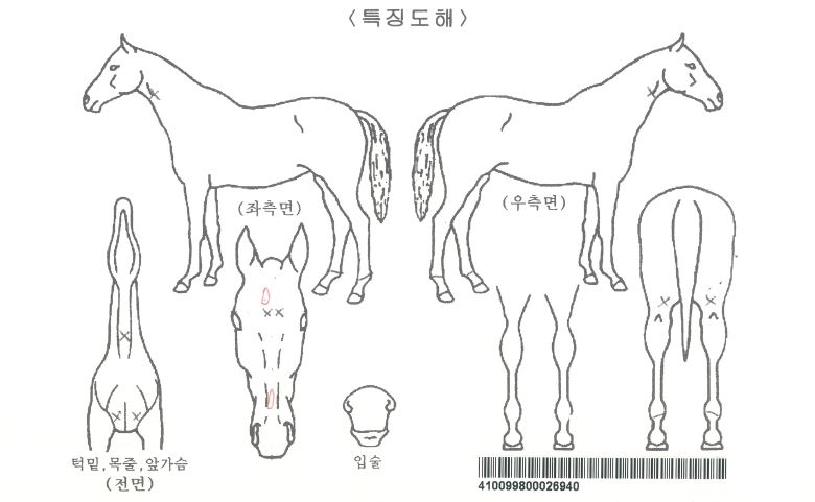 ºí·ç±×·¡½ºÆä½ºÆ¼ÀÚ¸¶ÀÇ Ãø¸é,¿ì¸é,µÞ¸é,µÎ»ó,´Ù¸®ÀÇ Æ¯Â¡µµÇØ