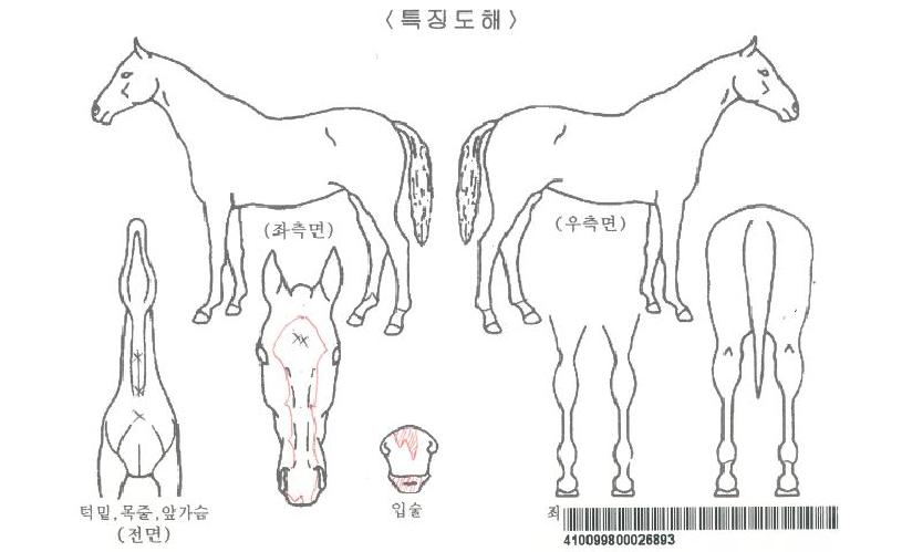 Æ©¿îÀÚ¸¶ÀÇ Ãø¸é,¿ì¸é,µÞ¸é,µÎ»ó,´Ù¸®ÀÇ Æ¯Â¡µµÇØ