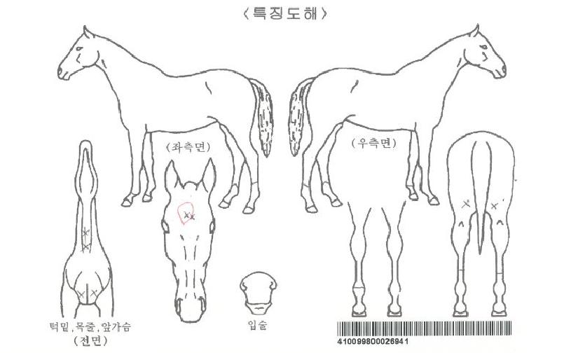 ºÀºÀƼ¾Æ¶óÀÇ Ãø¸é,¿ì¸é,µÞ¸é,µÎ»ó,´Ù¸®ÀÇ Æ¯Â¡µµÇØ