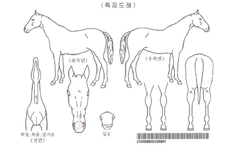 ±Â½ºÅ¸Æ®ÀÚ¸¶ÀÇ Ãø¸é,¿ì¸é,µÞ¸é,µÎ»ó,´Ù¸®ÀÇ Æ¯Â¡µµÇØ