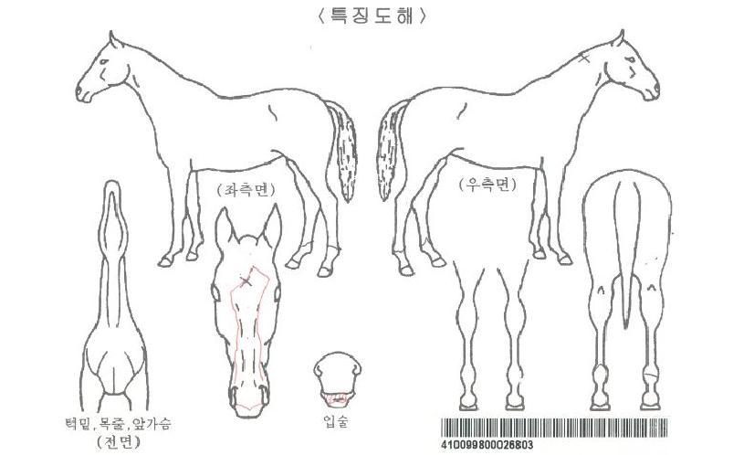 Àª¸µÀÚ¸¶ÀÇ Ãø¸é,¿ì¸é,µÞ¸é,µÎ»ó,´Ù¸®ÀÇ Æ¯Â¡µµÇØ