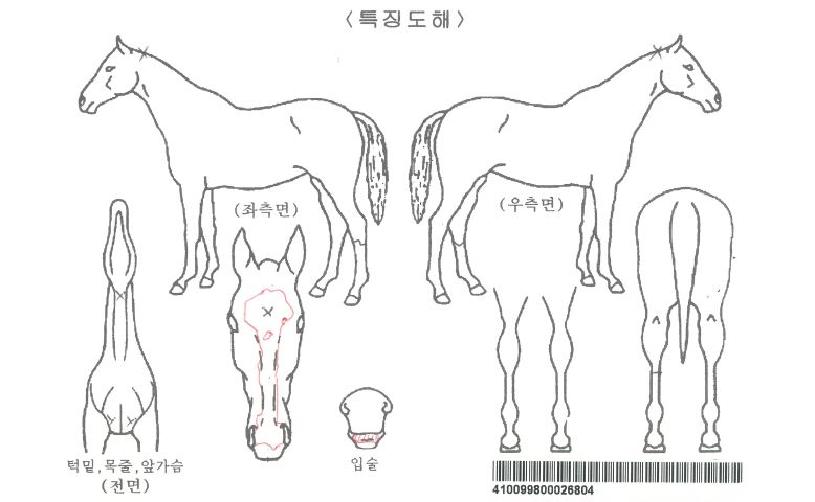 Å«¸¶¹ýÀÚ¸¶ÀÇ Ãø¸é,¿ì¸é,µÞ¸é,µÎ»ó,´Ù¸®ÀÇ Æ¯Â¡µµÇØ