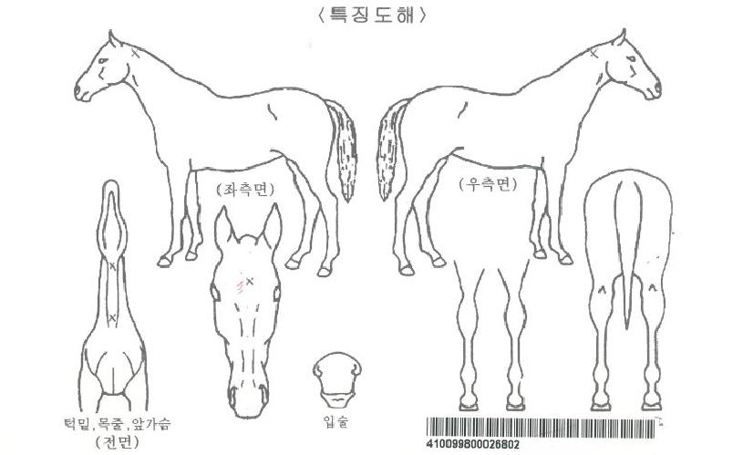 �����Ѱ��ڸ��� ����,���,�޸�,�λ�,�ٸ��� Ư¡����