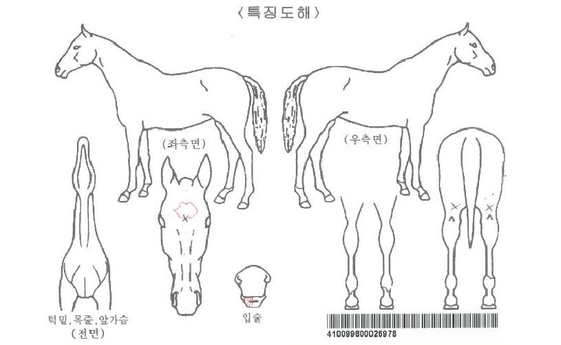 ¿ÂµòÀÚ¸¶ÀÇ Ãø¸é,¿ì¸é,µÞ¸é,µÎ»ó,´Ù¸®ÀÇ Æ¯Â¡µµÇØ