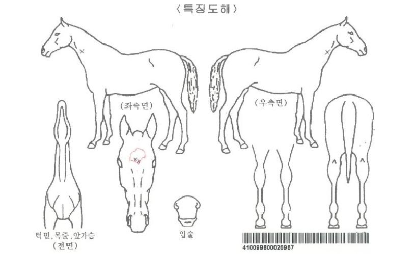 �۴ϼ����ڸ��� ����,���,�޸�,�λ�,�ٸ��� Ư¡����