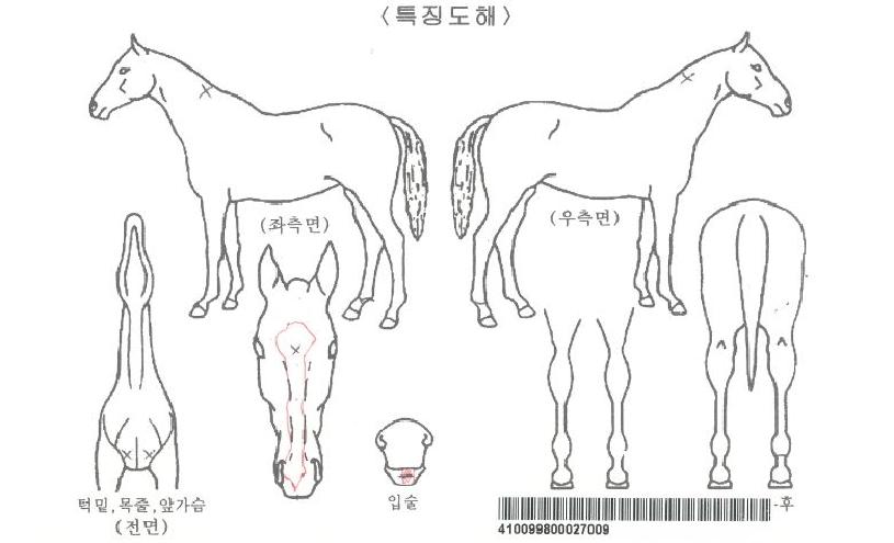 ¾îÇø®Æ®·¡½ºÀÚ¸¶ÀÇ Ãø¸é,¿ì¸é,µÞ¸é,µÎ»ó,´Ù¸®ÀÇ Æ¯Â¡µµÇØ