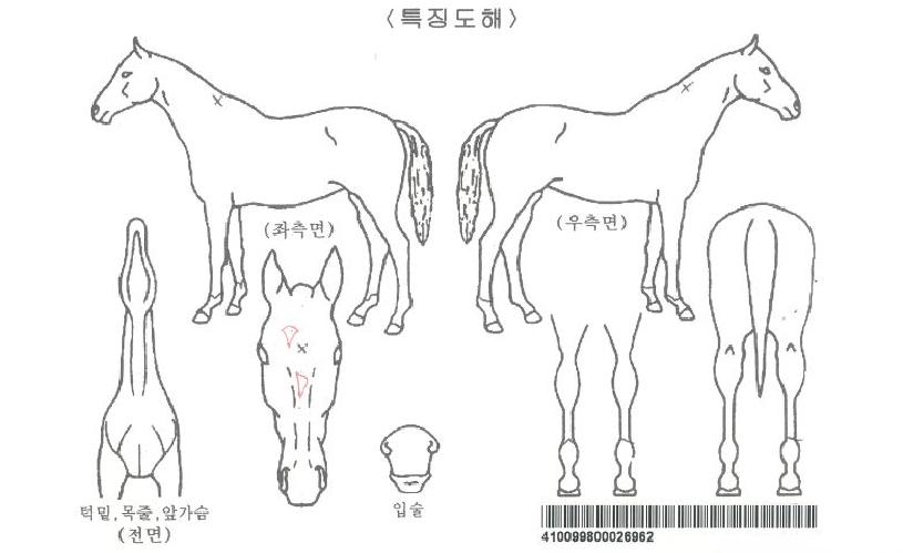 �߶��ڸ��� ����,���,�޸�,�λ�,�ٸ��� Ư¡����