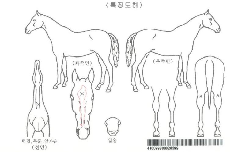 �����ǿ����ڸ��� ����,���,�޸�,�λ�,�ٸ��� Ư¡����