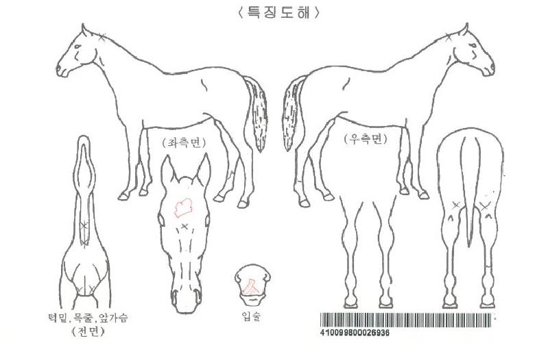 Á¦½ÃÄ«ÀÌÁî¹é¾î°ÕÀÚ¸¶ÀÇ Ãø¸é,¿ì¸é,µÞ¸é,µÎ»ó,´Ù¸®ÀÇ Æ¯Â¡µµÇØ