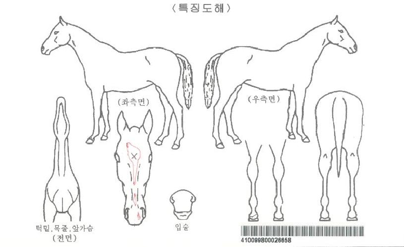 ���ξֺ��� ����,���,�޸�,�λ�,�ٸ��� Ư¡����