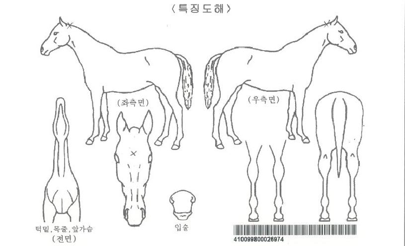 ¿ÍŰ·¹µåÀÚ¸¶ÀÇ Ãø¸é,¿ì¸é,µÞ¸é,µÎ»ó,´Ù¸®ÀÇ Æ¯Â¡µµÇØ