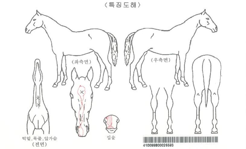 ½ÃƼ¼¼ºìÀÚ¸¶ÀÇ Ãø¸é,¿ì¸é,µÞ¸é,µÎ»ó,´Ù¸®ÀÇ Æ¯Â¡µµÇØ