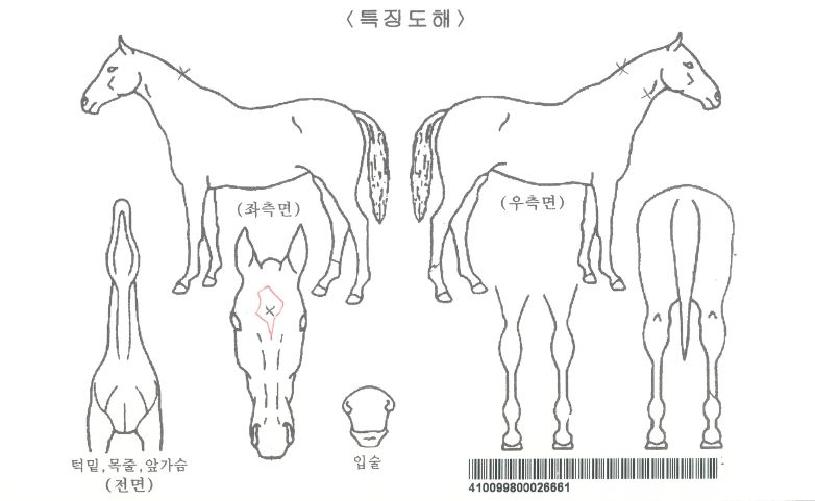 ¿À¼¶¸Å±×³î¸®¾ÆÀÚ¸¶ÀÇ Ãø¸é,¿ì¸é,µÞ¸é,µÎ»ó,´Ù¸®ÀÇ Æ¯Â¡µµÇØ