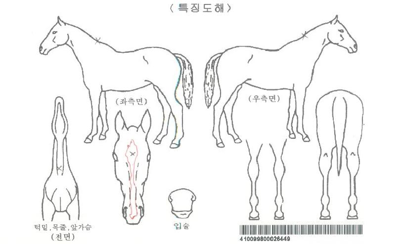 ½´ÇÁ¸²¸ÅÁ÷ÀÚ¸¶ÀÇ Ãø¸é,¿ì¸é,µÞ¸é,µÎ»ó,´Ù¸®ÀÇ Æ¯Â¡µµÇØ