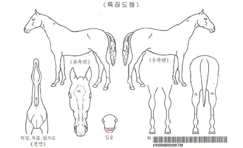 ��Ǫ��Ÿ�̰��ڸ��� ����,���,�޸�,�λ�,�ٸ��� Ư¡����