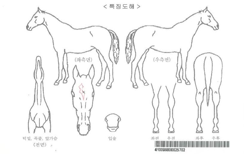 ÆøÇ³¼ÓÀ¸·ÎÀÚ¸¶ÀÇ Ãø¸é,¿ì¸é,µÞ¸é,µÎ»ó,´Ù¸®ÀÇ Æ¯Â¡µµÇØ