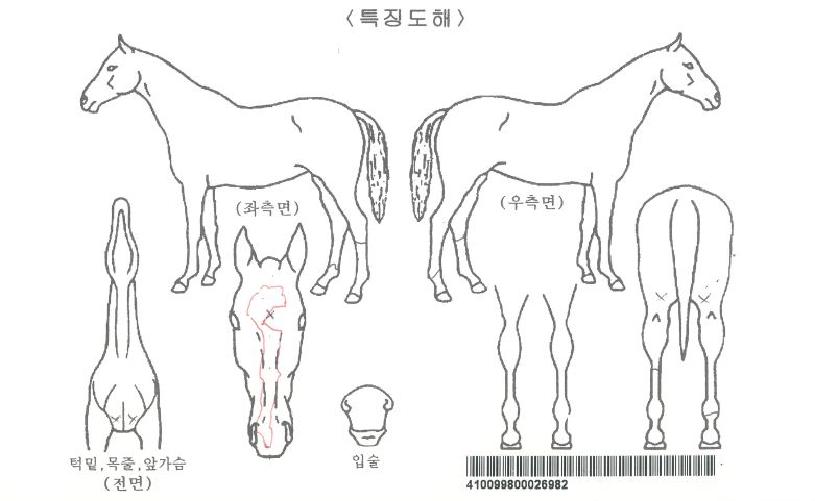 ±×·¹À̽ºÀÚ¸¶ÀÇ Ãø¸é,¿ì¸é,µÞ¸é,µÎ»ó,´Ù¸®ÀÇ Æ¯Â¡µµÇØ