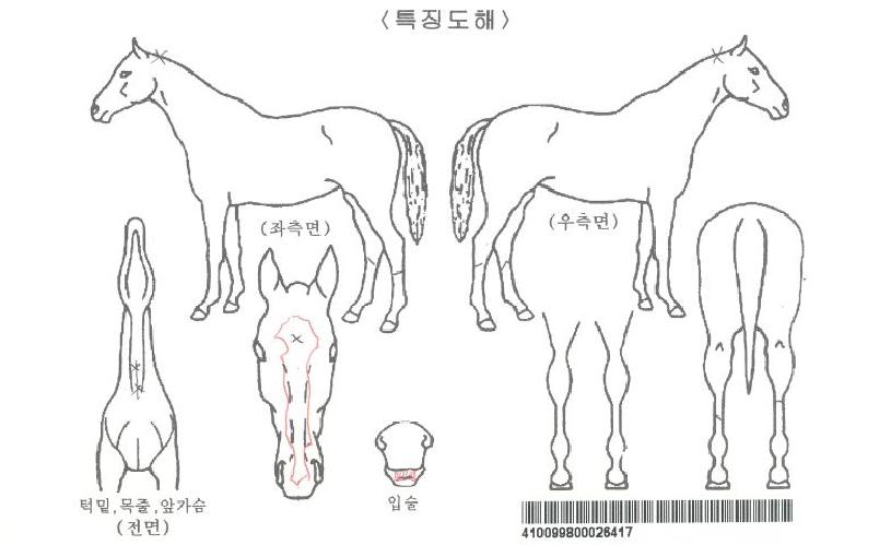 �����ν�ī���ڸ��� ����,���,�޸�,�λ�,�ٸ��� Ư¡����