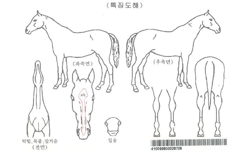 ���̾���ڸ��� ����,���,�޸�,�λ�,�ٸ��� Ư¡����