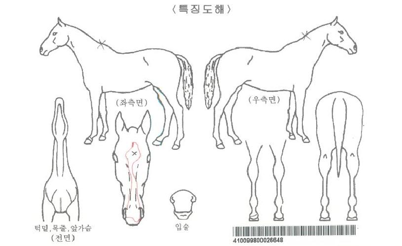 Æ÷±×·¹À̼ÀÇ Ãø¸é,¿ì¸é,µÞ¸é,µÎ»ó,´Ù¸®ÀÇ Æ¯Â¡µµÇØ