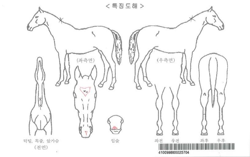 ���̷����ڸ��� ����,���,�޸�,�λ�,�ٸ��� Ư¡����