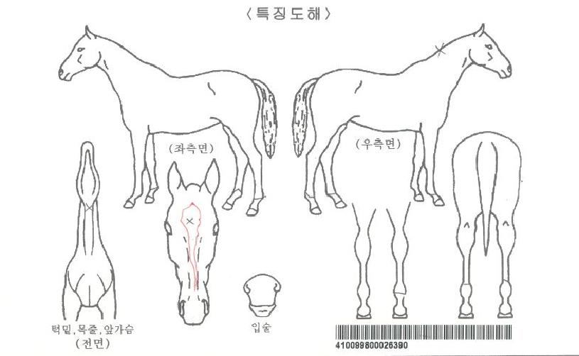 ÆÄÅ©¹Ì´Ï½ºÅÍÀÚ¸¶ÀÇ Ãø¸é,¿ì¸é,µÞ¸é,µÎ»ó,´Ù¸®ÀÇ Æ¯Â¡µµÇØ