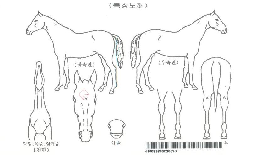 ½ºÄ®·¿½ºÅ¸·¿ÀÚ¸¶ÀÇ Ãø¸é,¿ì¸é,µÞ¸é,µÎ»ó,´Ù¸®ÀÇ Æ¯Â¡µµÇØ