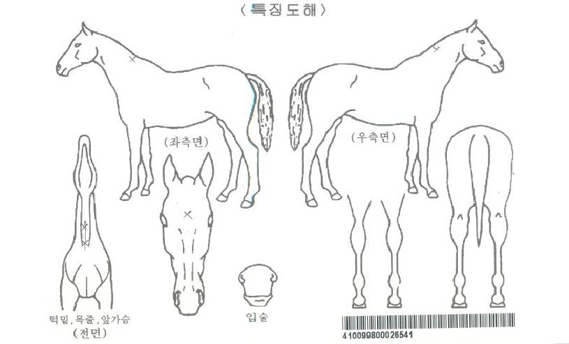 ¼¼Å¸¶óÀÚ¸¶ÀÇ Ãø¸é,¿ì¸é,µÞ¸é,µÎ»ó,´Ù¸®ÀÇ Æ¯Â¡µµÇØ