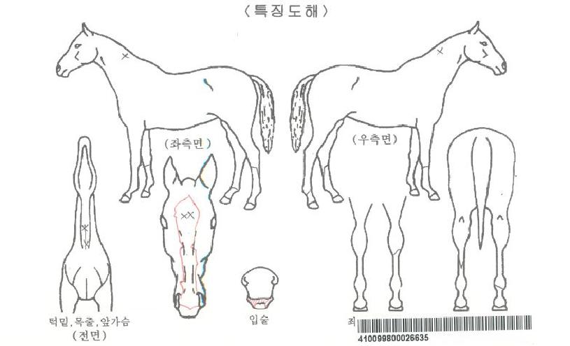 µ¿¹æ½ÅÈÀÚ¸¶ÀÇ Ãø¸é,¿ì¸é,µÞ¸é,µÎ»ó,´Ù¸®ÀÇ Æ¯Â¡µµÇØ