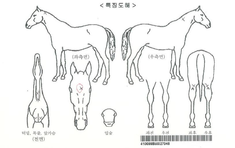 ����Ǿ�ħ�ڸ��� ����,���,�޸�,�λ�,�ٸ��� Ư¡����