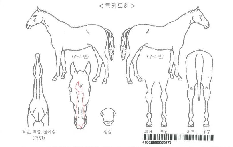 ½º³ë¿ìÄýÀÚ¸¶ÀÇ Ãø¸é,¿ì¸é,µÞ¸é,µÎ»ó,´Ù¸®ÀÇ Æ¯Â¡µµÇØ