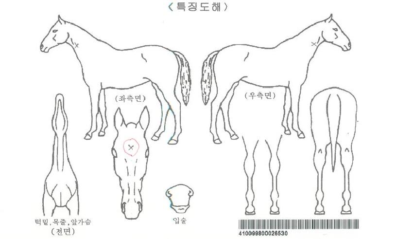 È÷¾î·Î¸ÅÁ÷ÀÇ Ãø¸é,¿ì¸é,µÞ¸é,µÎ»ó,´Ù¸®ÀÇ Æ¯Â¡µµÇØ