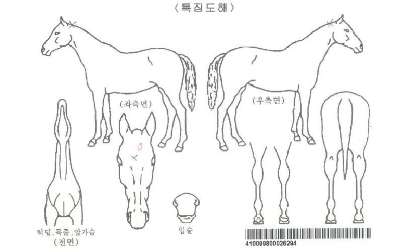 Æ÷¿¡¸¶ÀÚ¸¶ÀÇ Ãø¸é,¿ì¸é,µÞ¸é,µÎ»ó,´Ù¸®ÀÇ Æ¯Â¡µµÇØ