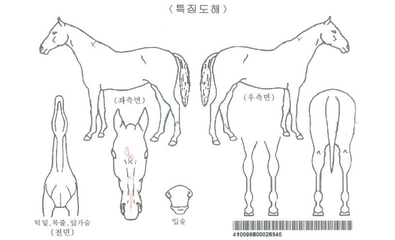 ���̱³���Ʈ�ٸ��ڸ��� ����,���,�޸�,�λ�,�ٸ��� Ư¡����