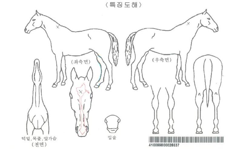 �ҿ︮������ƽ�ڸ��� ����,���,�޸�,�λ�,�ٸ��� Ư¡����