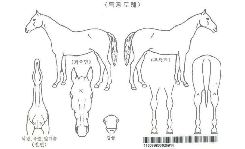 ¾Ï¹Ù¸®Ä«ÀÚ¸¶ÀÇ Ãø¸é,¿ì¸é,µÞ¸é,µÎ»ó,´Ù¸®ÀÇ Æ¯Â¡µµÇØ