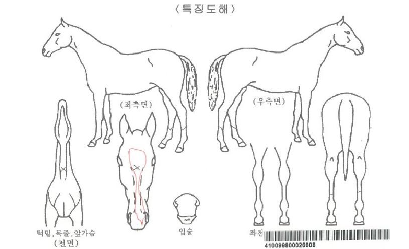 �����θ��ڸ��� ����,���,�޸�,�λ�,�ٸ��� Ư¡����