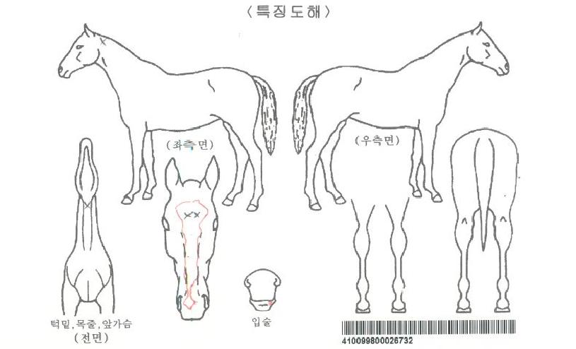 ´ÔÀÇÂù°¡ÀÚ¸¶ÀÇ Ãø¸é,¿ì¸é,µÞ¸é,µÎ»ó,´Ù¸®ÀÇ Æ¯Â¡µµÇØ