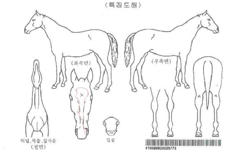 ÄÁ¼Á¸®Ã³ºíÀÚ¸¶ÀÇ Ãø¸é,¿ì¸é,µÞ¸é,µÎ»ó,´Ù¸®ÀÇ Æ¯Â¡µµÇØ